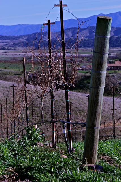 steep vineyard