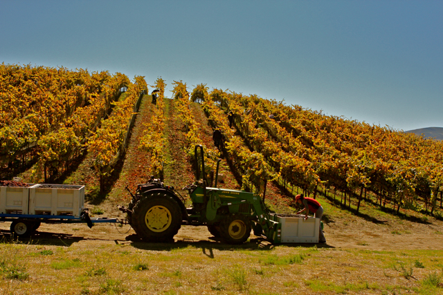 Vineyard Tractor 