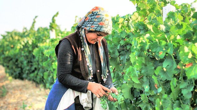 Turkey Woman Picking Grapes